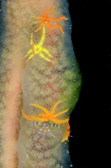 Tunicate: Six-arm Brittle Stars on Tunicate Aer Bajo dive