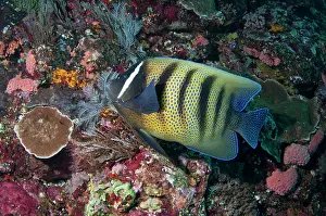 Pomacanthus: Six-banded Angelfish Batu Bulong dive site, Tatawa