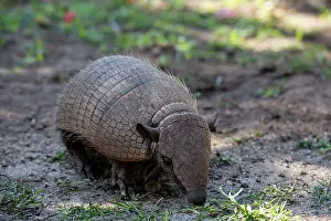 Floodplains: Six-banded Armadillo (Euphractus sexcinctus), Pantanal