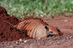 Digging: Six-banded Armadillo (Euphractus sexcinctus) digging