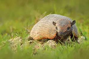 Weird: Six-Banded Armadillo, Yellow Armadillo