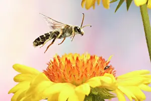 Sweat: Six-banded furrow bee (Halictus sexcinctus) in flight