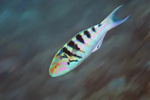 Tuamotu: Six-Banded Wrasse (Thalassoma hardwickei) swimming