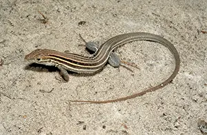 Aspidoscelis: Six-lined Racerunner