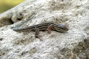 Flint: Six-Lined Racerunner
