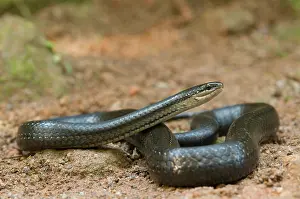 Reptilien: Six-lined Water Snake