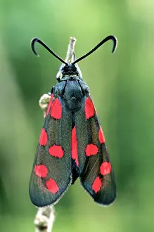 Zygaena: Six-spot Burnet