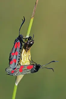 Rush: Six-spot Burnet