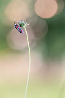 Zoological: Six-spot Burnet