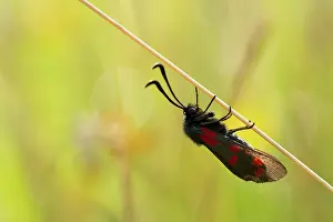 Groningen: Six-spot Burnet