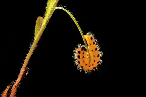 Blade: Six-spot Burnet