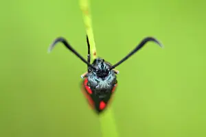 Zygaena: Six-spot Burnet