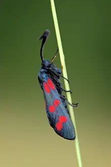 Zygaena: Six-spot Burnet