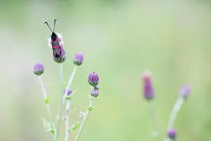 Zygaena: Six-spot Burnet
