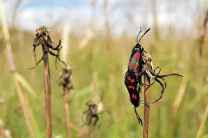 Zygaena: Six-spot Burnet - mating pair - grass field - July