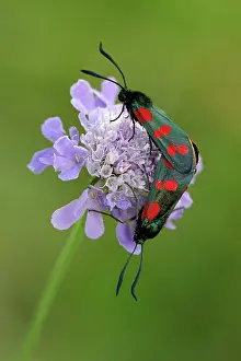 Zygaena: Six-spot Burnet Moth- 2 mating on flower
