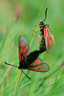 Zygaena: Six-spot Burnet MOTH - Couple copulating