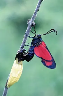 Pupae: SIX-SPOT BURNET MOTH - emerging from cocoon