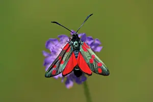 Zygaena: Six-spot Burnet Moth - feeding on flower, Hessen, Germany