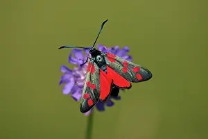 Zygaena: Six-spot Burnet Moth - feeding on flower, Hessen, Germany