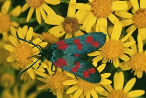 Zygaena: Six-Spot Burnet Moth - on ragwort flowers