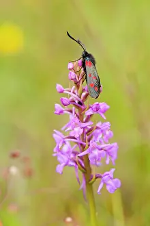 Filipendulae: Six-spot Burnet - resting on fragrant orchid