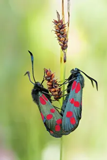 Copula: Six-spot Burnet (Zygaena filipendulae) couple mating