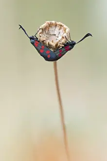 Vercors: Six-spot Burnet (zygaena filipendulae) mating