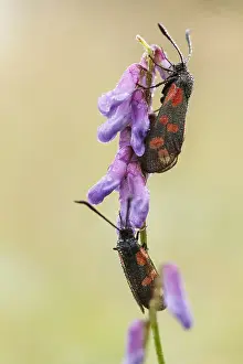 Zygaena: Six-spot Burnet (Zygaena filipendulae) pair per