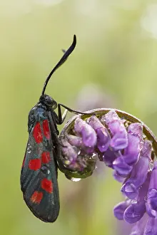 Zygaena: Six-spot Burnet (Zygaena filipendulae) perched