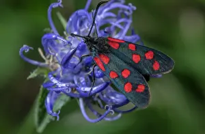 Hexapods: Six-spot burnet, Zygaena filipendulae perched on