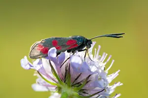 Columbaria: six-spot burnet (Zygaena filipendulae) resting