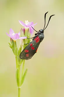 Zygaena: Six-spot Burnet (Zygaena filipendulae) sitting