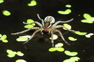 Dolomedes: Six-spotted Fishing Spider