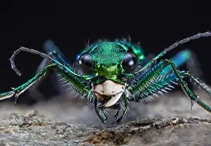 Cicindela: Six-spotted Green Tiger Beetle Cicindela sexguttata