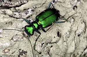 Carabidae: Six-Spotted Tiger Beetle