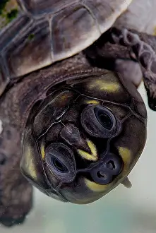 Podocnemis: Six-tubercled River Turtle