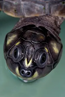 Podocnemis: Six-tubercled River Turtle