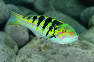 Wreck: Sixbar Wrasse - Liberty Wreck Dive Site, Tulamben