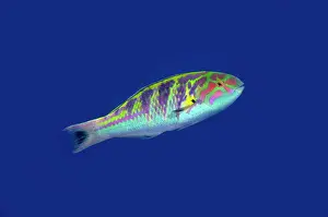 Wreck: Sixbar Wrasse - Wreck Slope dive site, Tulamben