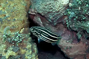 Soap: Sixline Soapfish