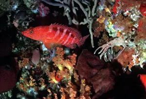 Cephalopholis: Sixspot / Freckled Rockcod / Cave / sixspot Grouper