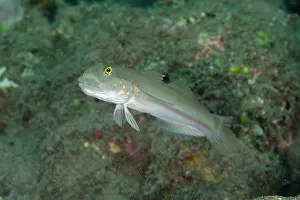 Band: Sixspot Goby - Tanjung Gedong dive site, Flores, Indonesia