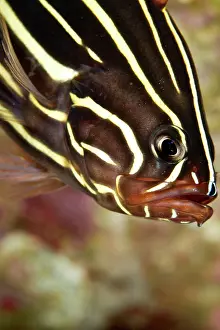 Soap: Sixstripe Soapfish