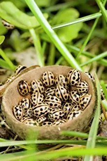 Bellis: Sixteen Spot Ladybird