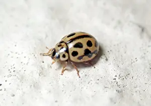 Polyphaga: Sixteen-spot ladybird (Tytthaspis sedecimpunctata)