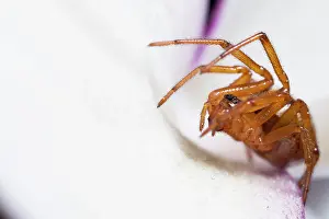 Linyphiidae: Size: 6mm