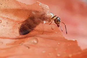 Crematogaster: size: 6mm