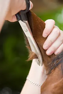 Champagne: Size hairs of a horse's ears France