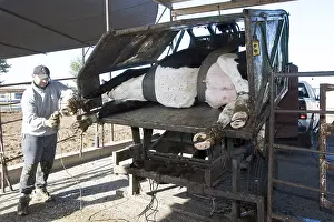 Prim: Size of legs of Holstein cows on a dairy farm
